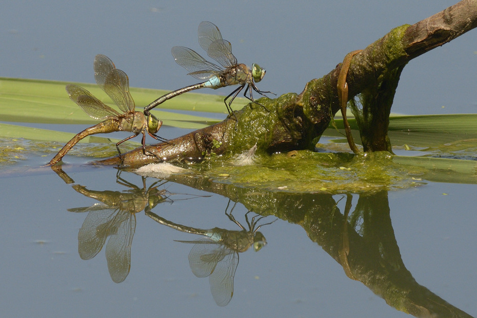 Anax parthenope in ovodeposizione? - No,  Anax imperator